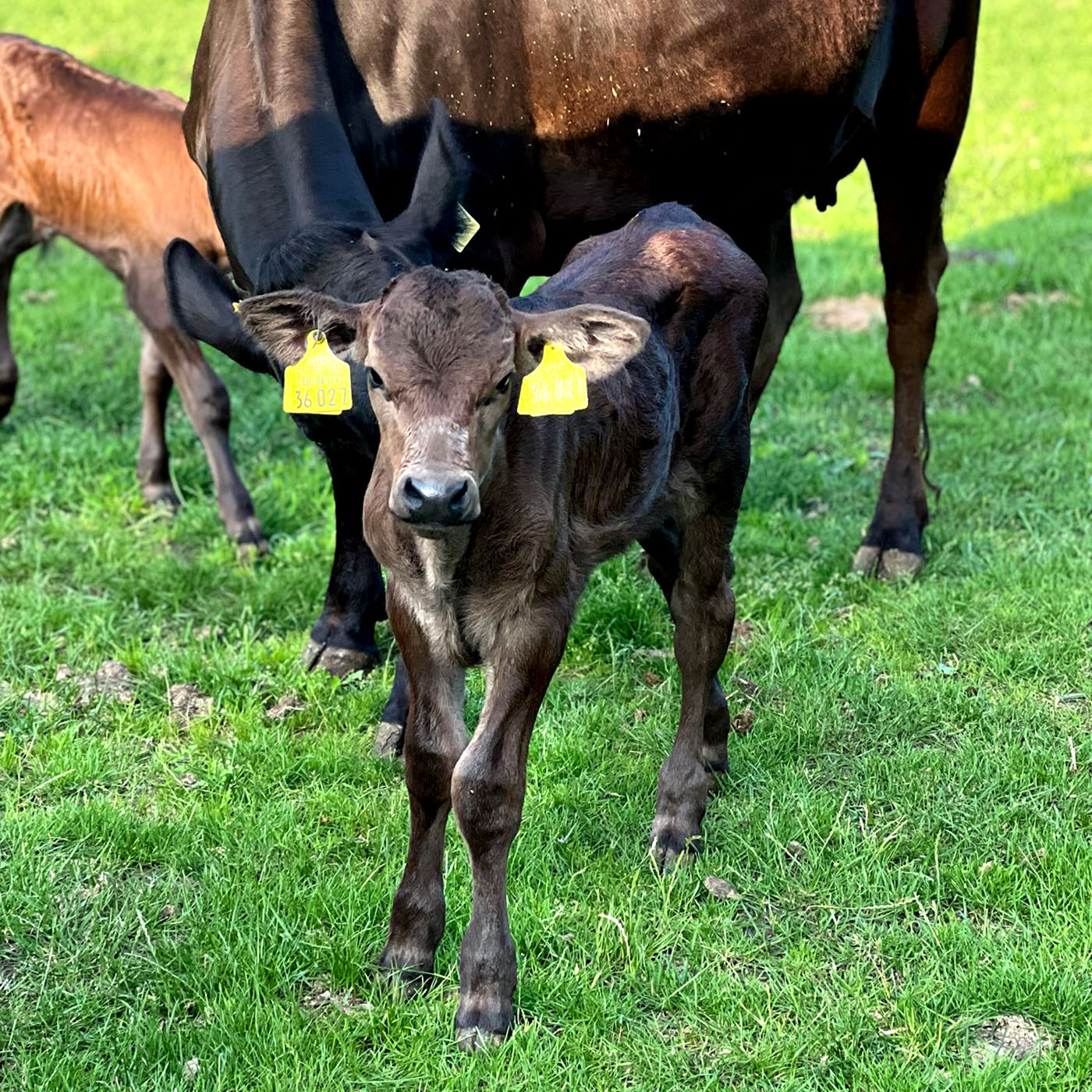 Wagyu Familien Hoffest Kaelber@2x